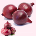 Natural vegetable China Gansu fresh red onion export